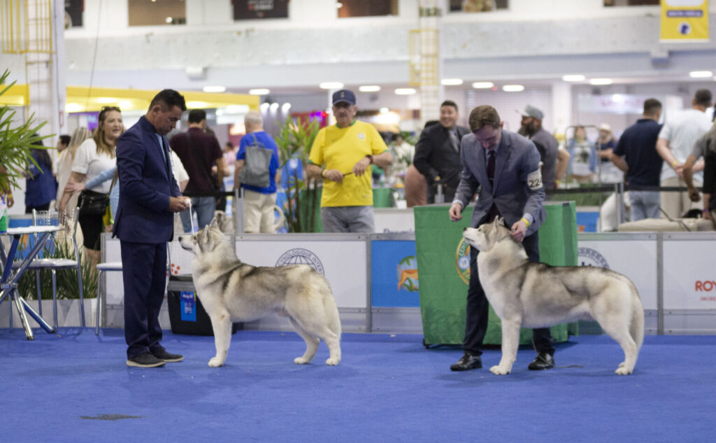 Festival gratuito com cães de raças raras acontece em Fortaleza